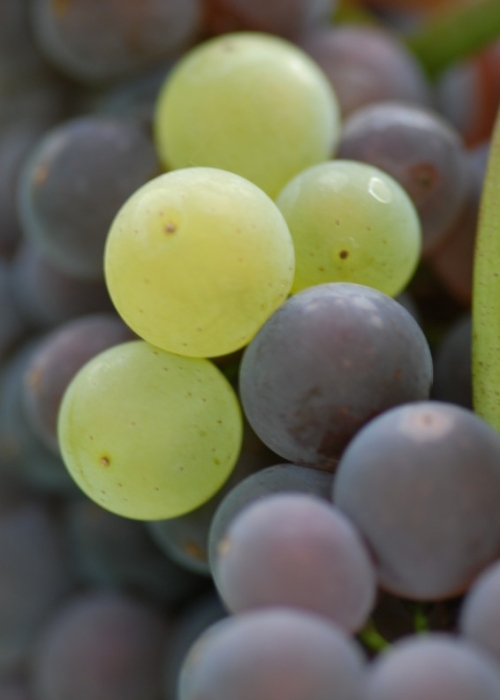 Mutation von Grauburgunder zu Weisburgunder ANT 0944